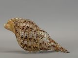 an image of a sea shell on a white surface