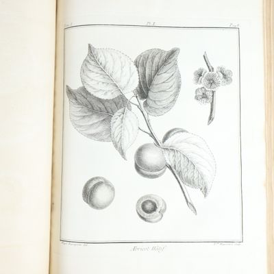 une photo d'un livre sur lequel figure un dessin représentant des fruits