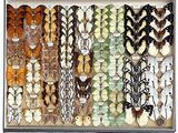 a lot of different types of feathers on display