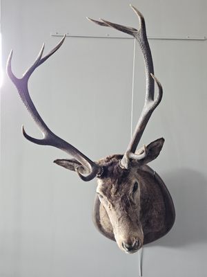 a deer head mounted on a wall in a room