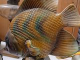 a statue of a fish that is sitting on a table