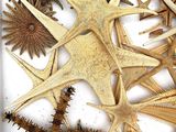 a lot of starfishs and other sea creatures in a box