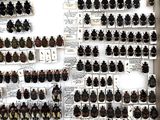 a lot of beetles that are on display on the wall