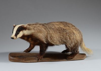 une figurine représentant un blaireau, posée sur un socle en bois