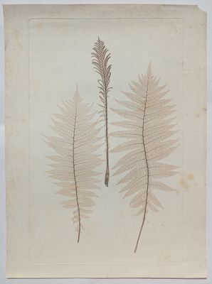 une vieille photo représentant deux feuilles sur une feuille de papier