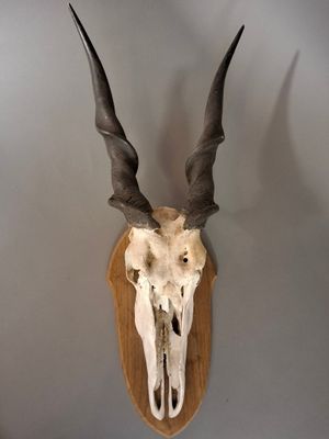 un crâne d'antilope accroché au mur d'une pièce