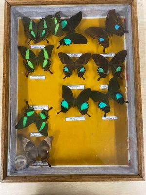 a lot of butterflies that are in a wooden frame