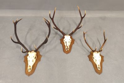 trois têtes de cerfs accrochées au mur, avec leurs bois