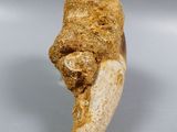 a piece of bread that is sitting on a table