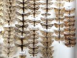 many different kinds of moths displayed in a glass case