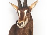 une tête d'antilope accrochée au mur sur un fond blanc