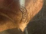 a close up of a dog ' s head with a sticker on it