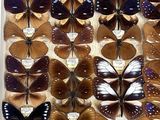 many different types of butterflies displayed in a display case