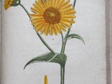 painting of a yellow flower in a frame on a wall