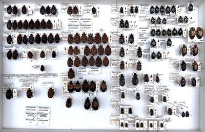a lot of bugs that are on display in a white frame