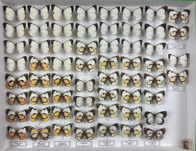 de nombreux papillons exposés dans une boîte