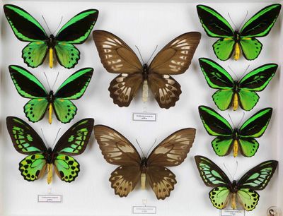 de nombreux papillons de différentes couleurs présentés dans un cadre blanc