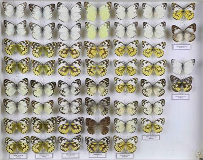 de nombreux papillons exposés dans une boîte