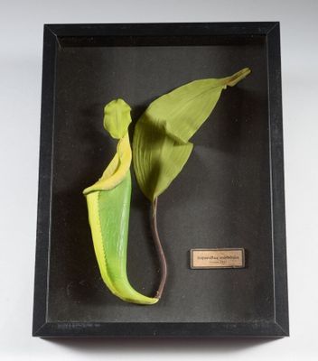 un gros plan d'une plante dans un cadre noir sur fond blanc