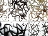 many different types of worms that are in this picture