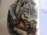 une photo d'un livre sur lequel figurent un chat et un serpent