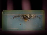 a spider that is sitting in a glass container
