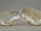 two oysters wrapped in plastic on a white surface