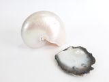 une coquille blanche et une coquille noire sur une surface blanche