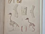 an open book with drawings of birds on it