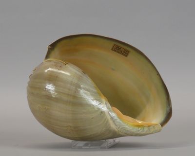 a shell that is sitting on a stand on a table