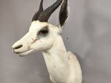 an antelope head mounted on a wall with a gray background