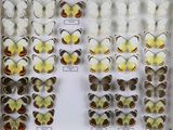 de nombreux types de papillons différents présentés dans une vitrine