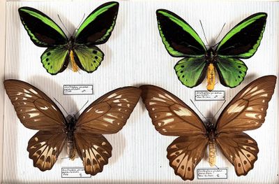three butterflies are displayed in a display case on a white surface