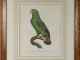 une gravure ancienne représentant un perroquet vert perché sur une branche