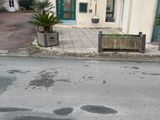 une plante en pot au milieu de la rue