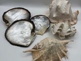 de nombreux coquillages posés sur une surface blanche