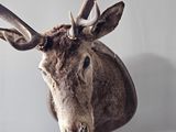 a deer head mounted on the wall with a stick