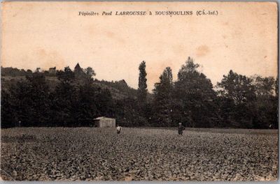 une photo en noir et blanc d'un champ de cultures
