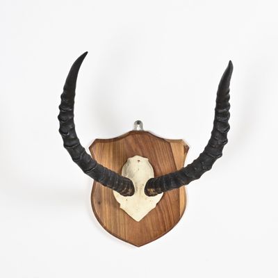 une tête d'antilope fixée sur une plaque en bois, avec ses cornes