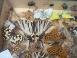 many different types of butterflies in a display case