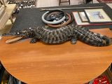 an alligator that is sitting on a table with a steering wheel