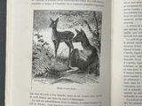 an open book with a picture of a deer and a fawn