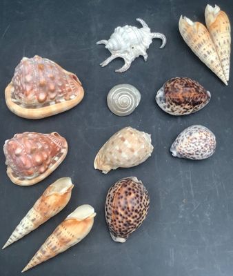 de nombreux types de coquillages différents sur la table