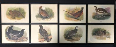 [Animalia]. SUITE de huit reproductions en couleurs sur le t… - Photo 1