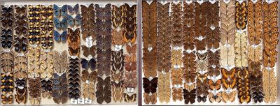 many different colored feathers on display in a display case