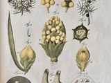 many different types of flowers and plants on this page