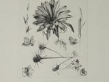 drawing of a black and white picture of a flower and some plants