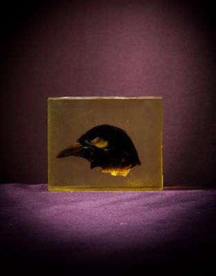 un oiseau perché à l'intérieur d'une boîte en verre