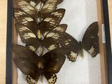 four butterflies in a shadow box on a table
