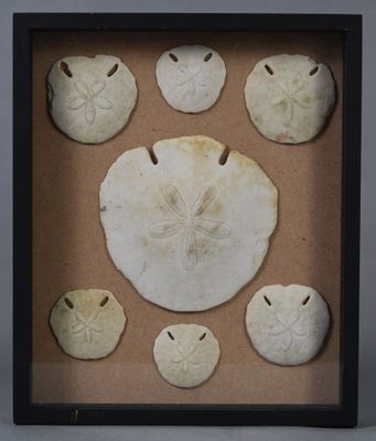 cadre-vitrine contenant des dollars des sables et des coquilles de dollars des sables